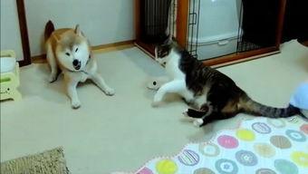 娱乐吃瓜酱妈妈的宠物